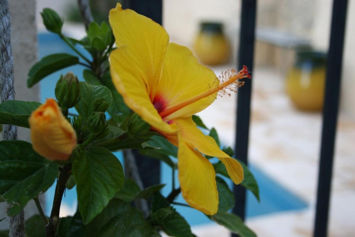 Maison Pelissier Bed And Breakfast With Sweeming Pool Cuxac-d'Aude Ngoại thất bức ảnh